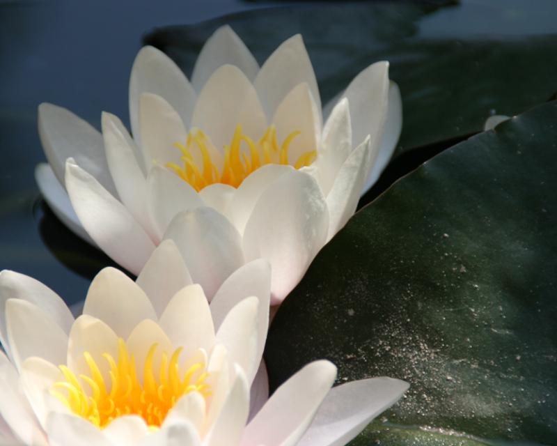 Bassanonet.it Torna l’appuntamento con le Aque Slosse