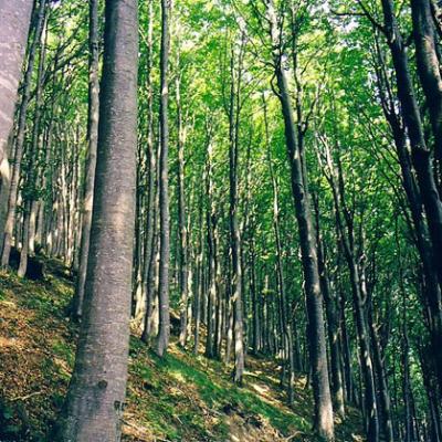 Bassanonet.it Quando il bosco è “green”