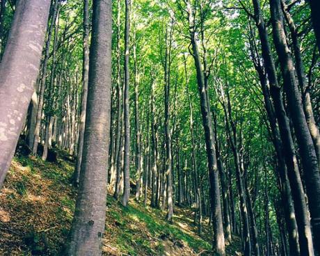 Bassanonet.it Quando il bosco è “green”