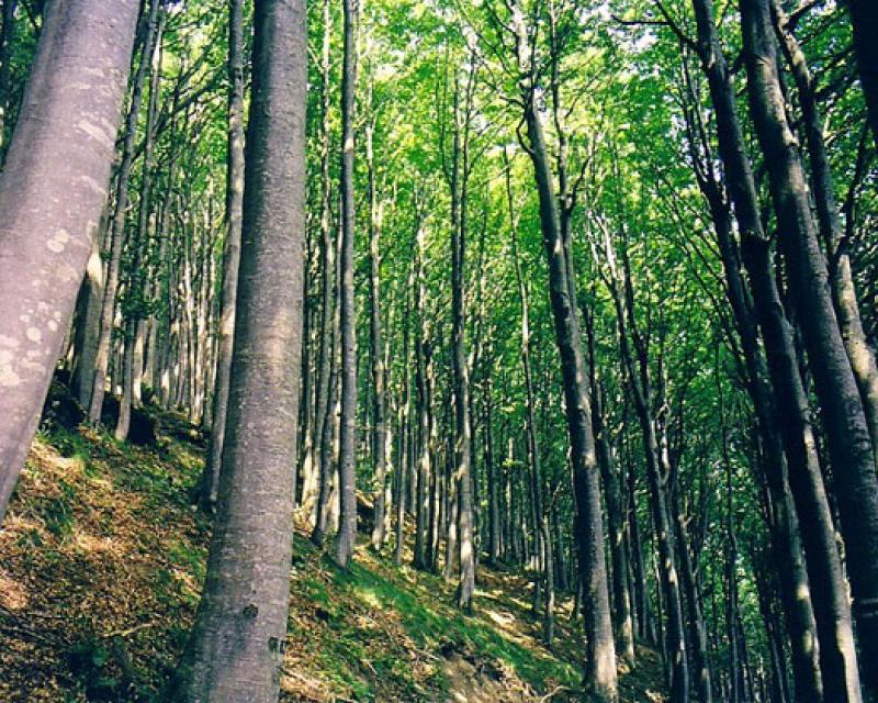 Bassanonet.it Quando il bosco è “green”