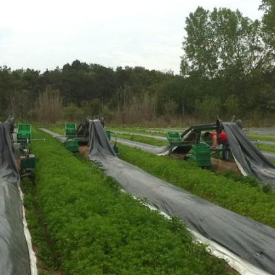 Bassanonet.it Gli asparagi...invernali