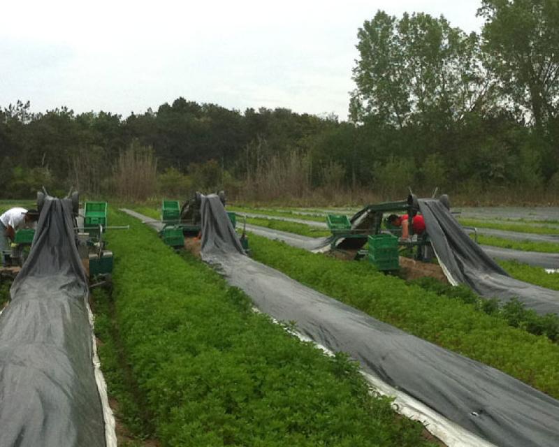 Bassanonet.it Gli asparagi...invernali