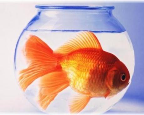 Bassanonet.it Pesce a zero euro