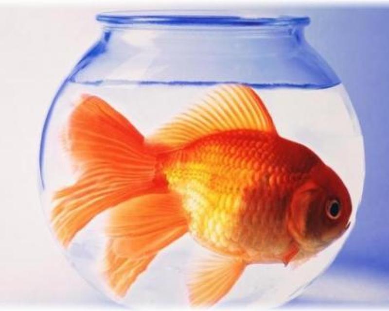 Bassanonet.it Pesce a zero euro