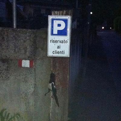 Bassanonet.it Povera gazza