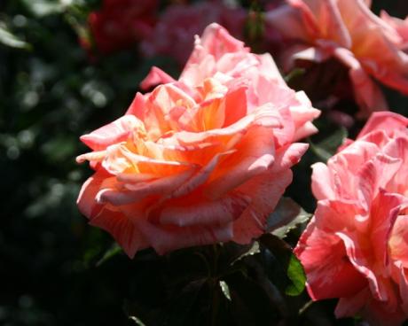 Bassanonet.it Ciò che chiamiamo rosa…