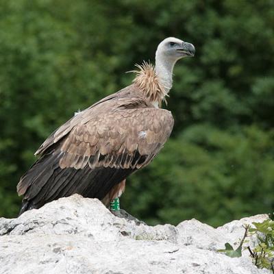 Bassanonet.it Il Grifone osservato speciale