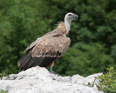 Bassanonet.it Il Grifone osservato speciale