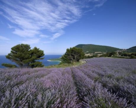 Bassanonet.it Gli Amici di Merlin Cocai sul Conero