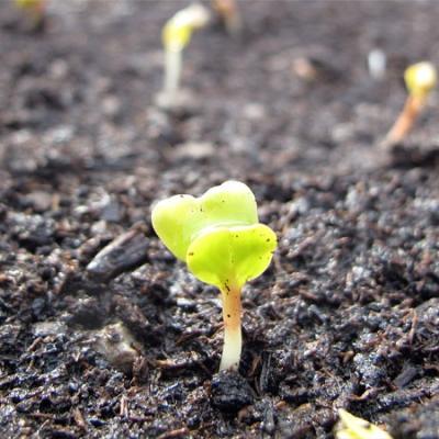 Bassanonet.it I semi in terra di Giulia Landini