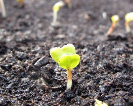 Bassanonet.it I semi in terra di Giulia Landini