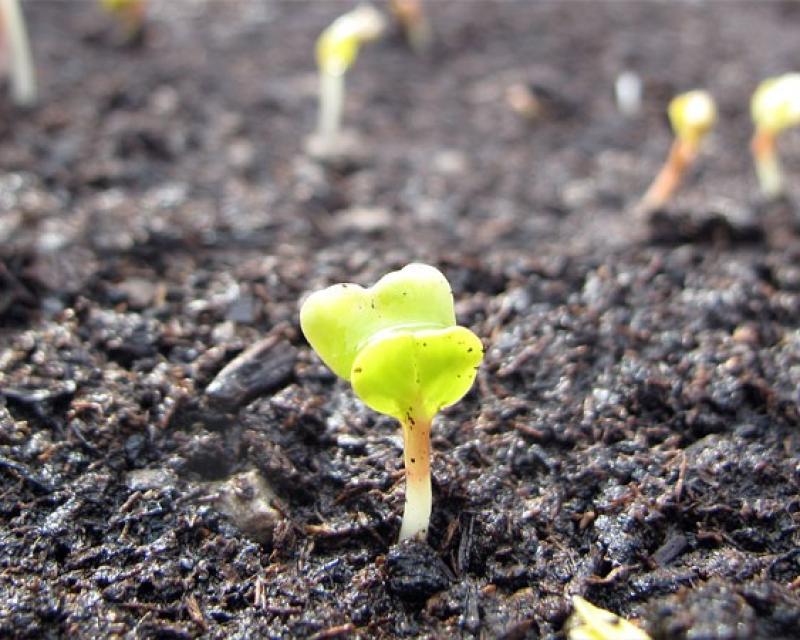 Bassanonet.it I semi in terra di Giulia Landini