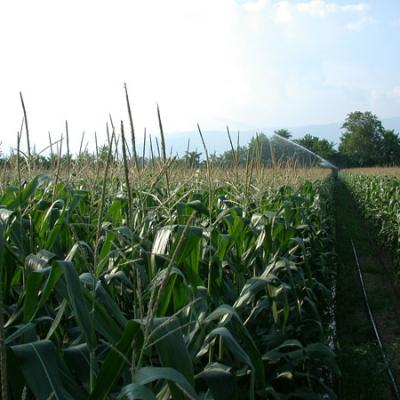 Bassanonet.it Diciamo grazie alla pioggia