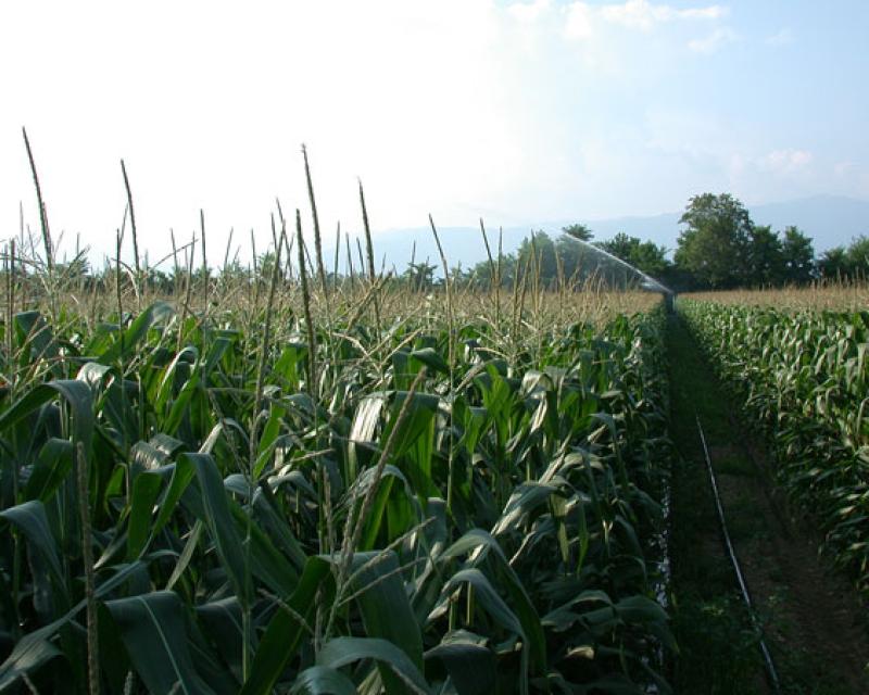 Bassanonet.it Diciamo grazie alla pioggia