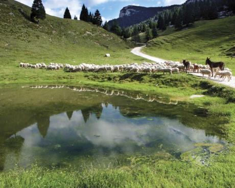 Bassanonet.it Boschi, animali e stagioni di Mario Rigoni Stern