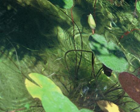 Bassanonet.it LandArt in Valbrenta