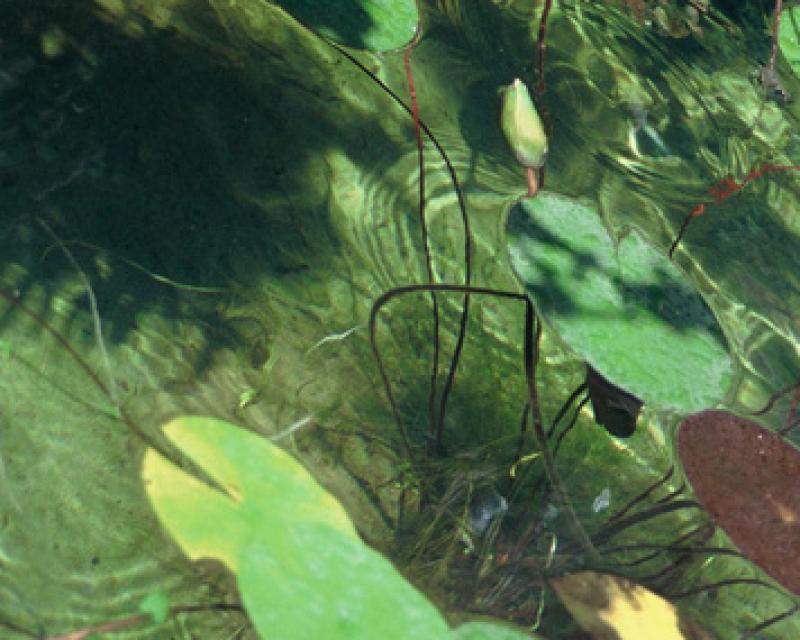 Bassanonet.it LandArt in Valbrenta