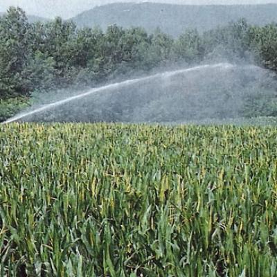 Bassanonet.it La politica delle formiche