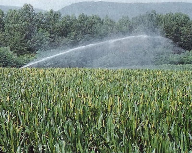 Bassanonet.it La politica delle formiche