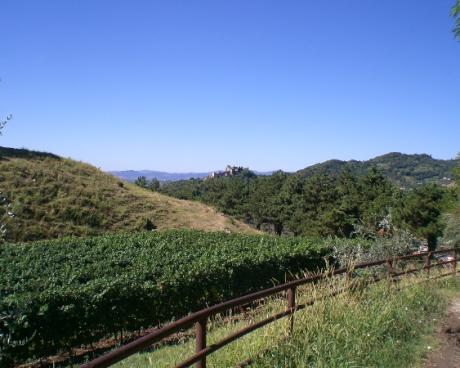 Bassanonet.it Agro Rebel