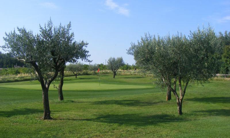 Bassanonet.it - Ulivi e buca n. 2