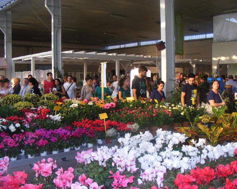 Bassanonet.it Così Com'è