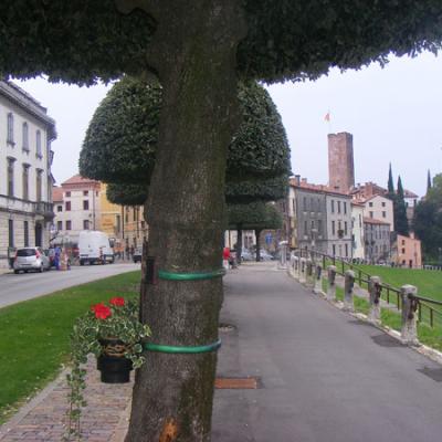 Bassanonet.it Cittadinanza onoraria ai Martiri del Grappa: “sì” unanime