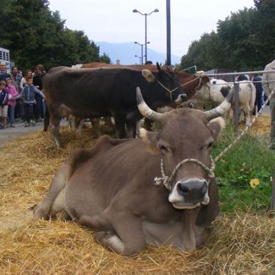 Bassanonet.it Una mattina onta