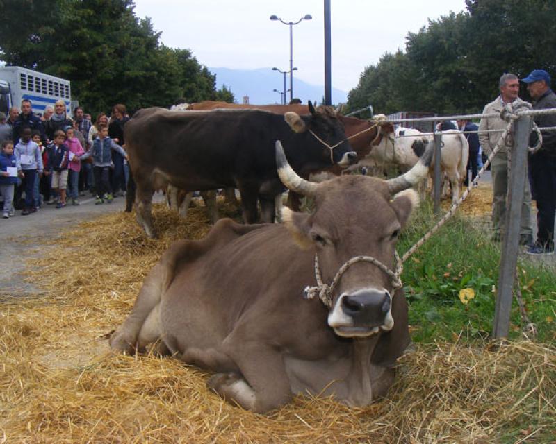 Bassanonet.it Una mattina onta