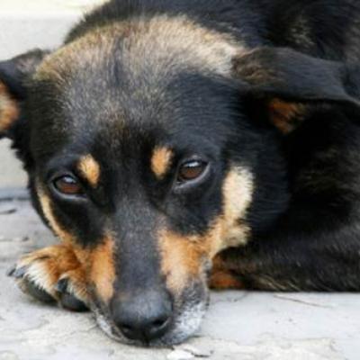 Bassanonet.it Quando Fido non ha il chip