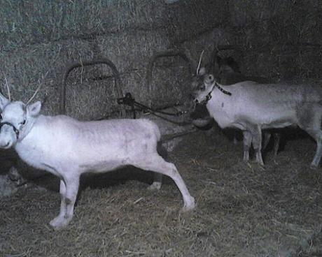 Bassanonet.it Trapianto di renne