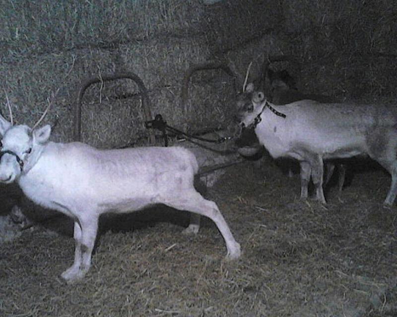 Bassanonet.it Trapianto di renne