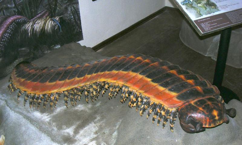 Bassanonet.it - Arthropleura Armata