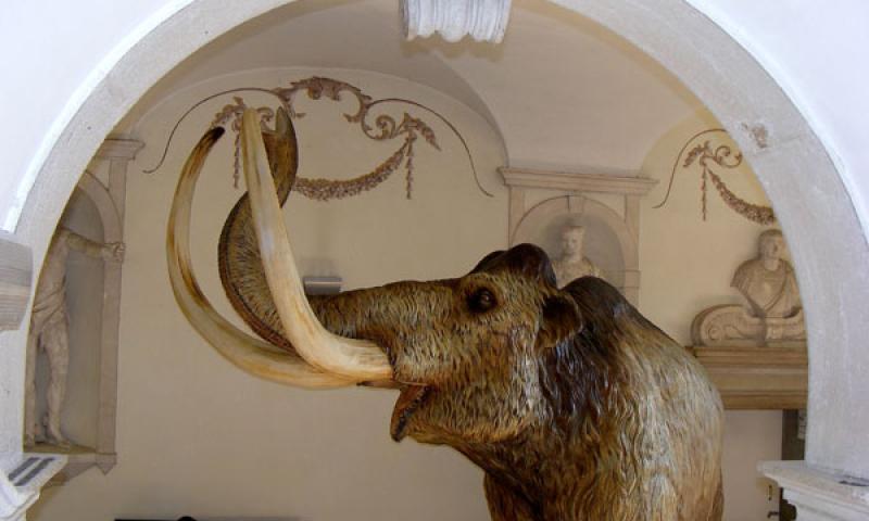 Bassanonet.it - Mammut