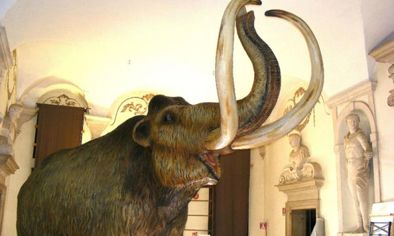 Bassanonet.it - Mammut