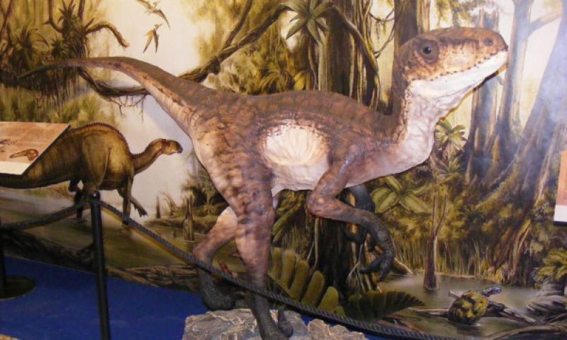 Bassanonet.it - Velociraptor