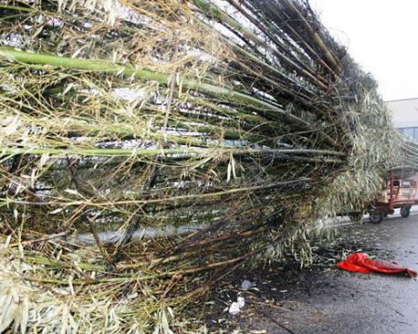 Bassanonet.it E la scopa da record brucia anzitempo