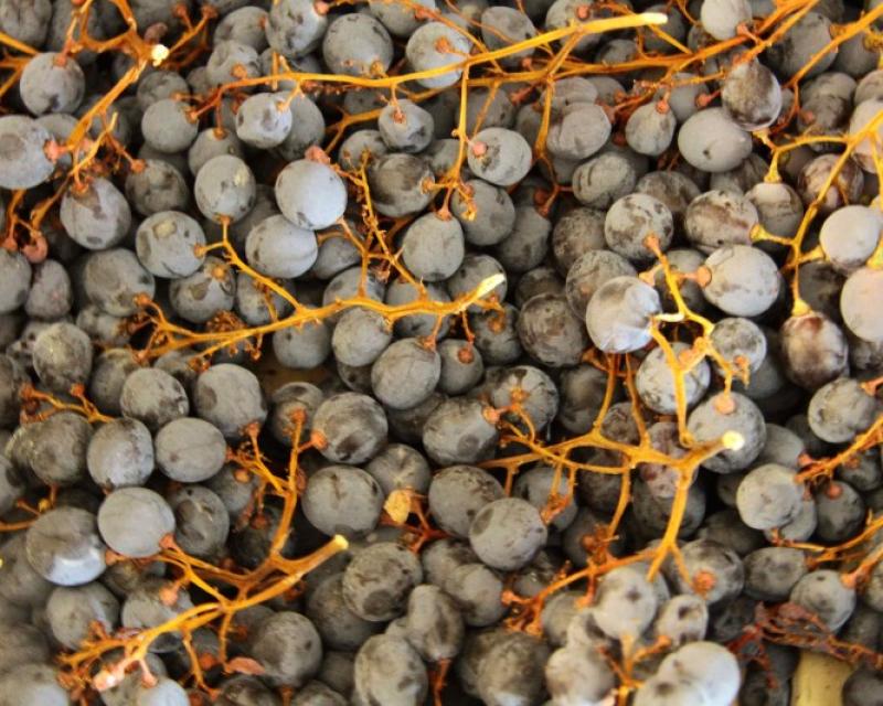 Bassanonet.it Anteprima Amarone 2010