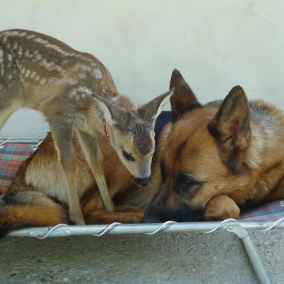 Bassanonet.it Un “Bambi” in famiglia