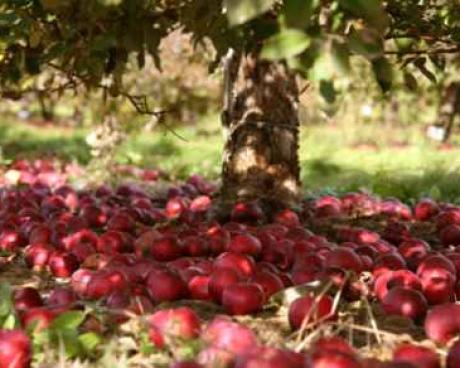 Bassanonet.it Stand by, quest'anno, per il programma