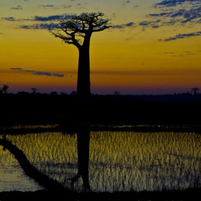 Bassanonet.it Sorprendente Madagascar