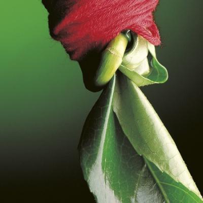 Bassanonet.it Apre “Fil rouge”