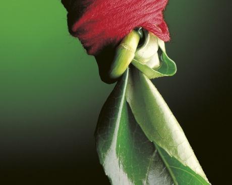 Bassanonet.it Apre “Fil rouge”