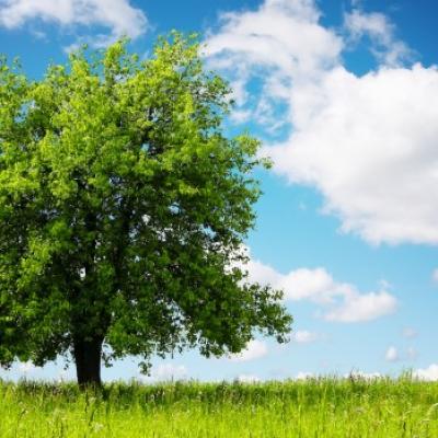 Bassanonet.it Un albero per Emanuela