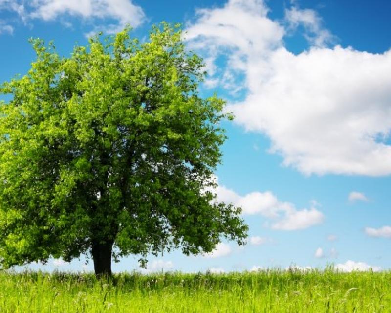 Bassanonet.it Un albero per Emanuela