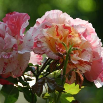 Bassanonet.it Giardini e letture