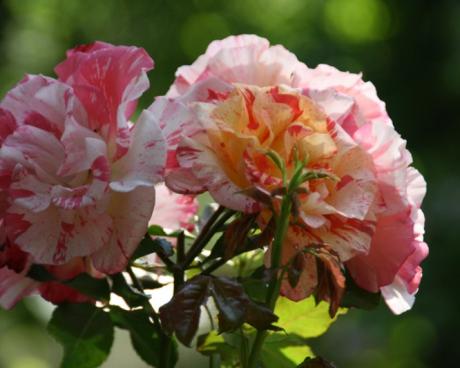 Bassanonet.it Giardini e letture