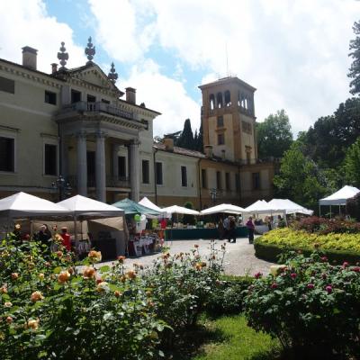 Bassanonet.it Rose in villa