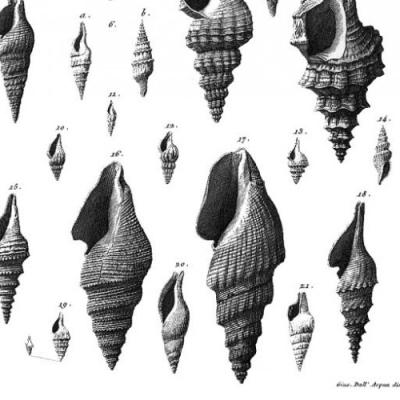 Bassanonet.it Le onde del passato studiate da Brocchi