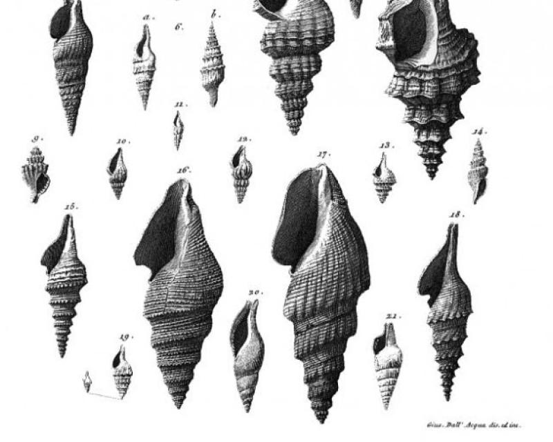 Bassanonet.it Le onde del passato studiate da Brocchi